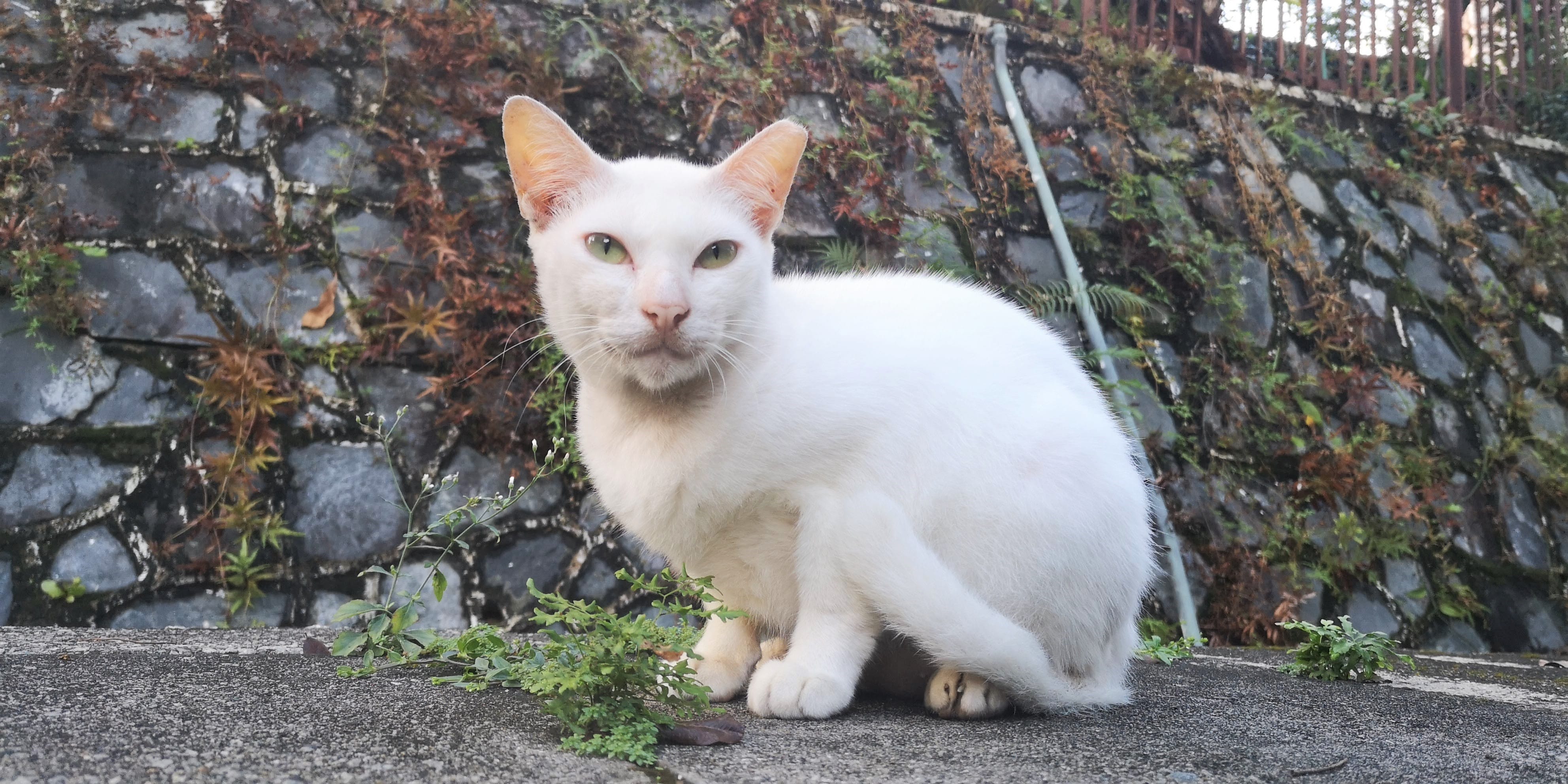 A photograph of a white cat curled up on a sidewalk, looking at the camera
